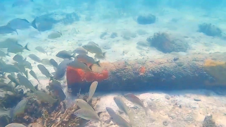 Cannon and fish underwater at the San Pedro Underwater Archaeological Preserve State Park