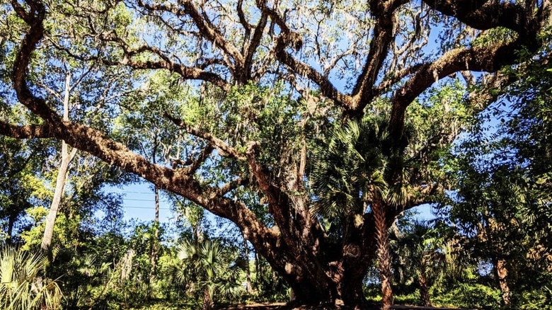 The giant live oak tree at Lake Griffin State Park