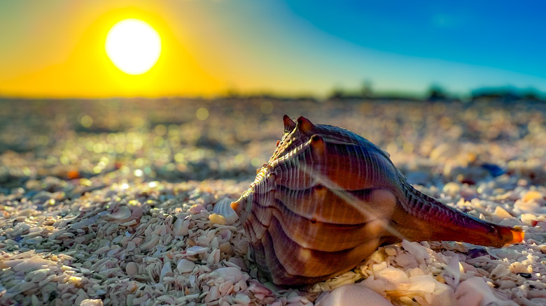 A shell rests on a beach filled with shells on Shell Island, Florida