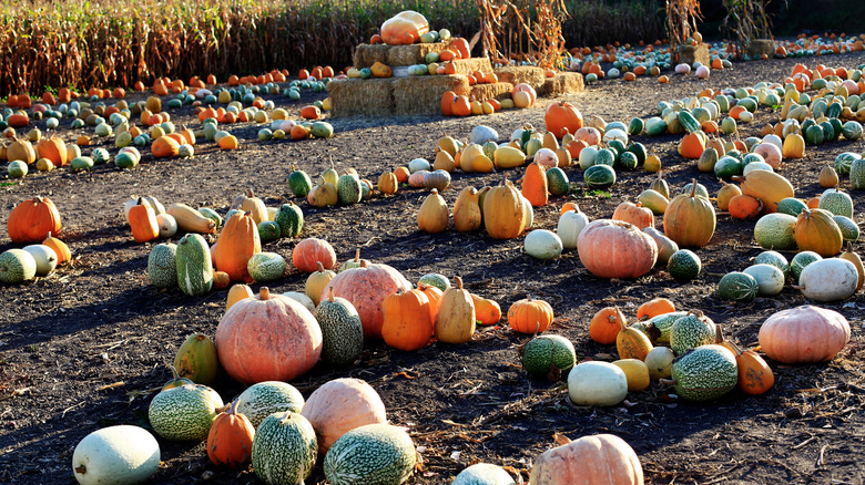 A view of a pumpkin patch