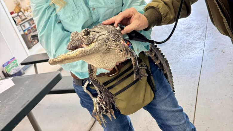 Rescued injured alligator at Gatorland