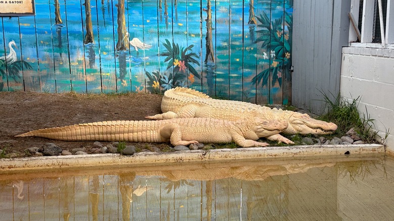 Gatorland's leucistic alligators in enclosure