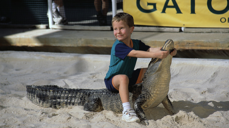 Boy wrestling with alligator at Gatorland
