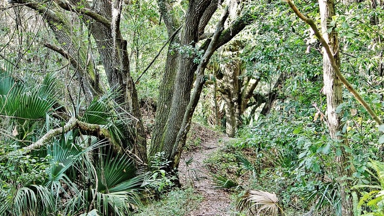 One of the hiking trails within Alafia River State Park