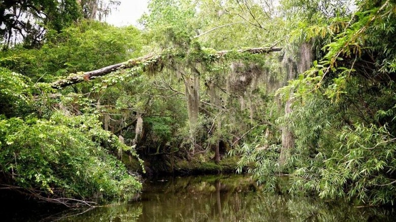 The river within Alafia River State Park