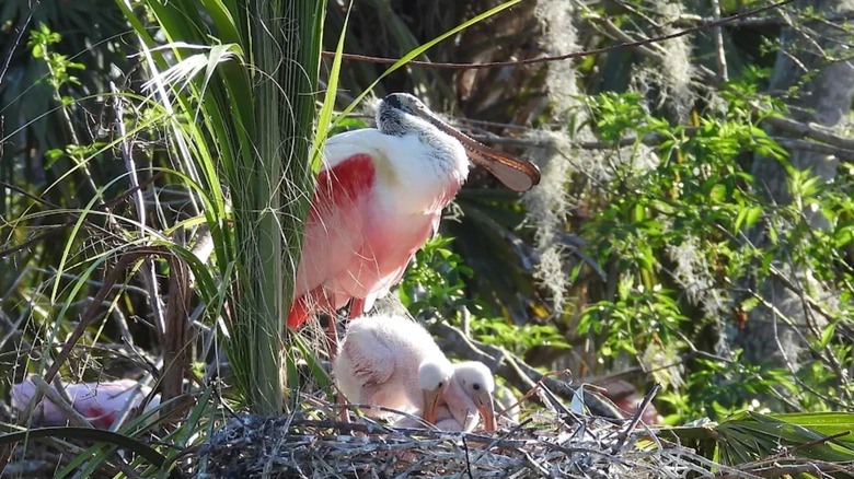 A roseate spoonbill parent with chicks in a nest at Orlando Wetlands