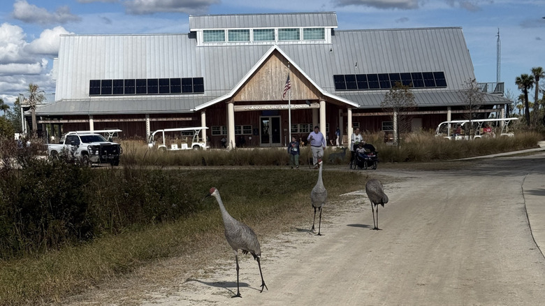 Sandhill cranes along the road in front of the visitor center at Orlando Wetlands in Christmas, Florida