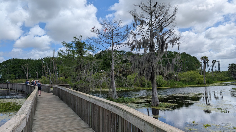 Visitors stand on a boardwalk through the Orlando Marsh looking out at it through binoculars