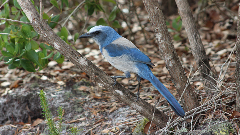 A scrub jay sitting on tree