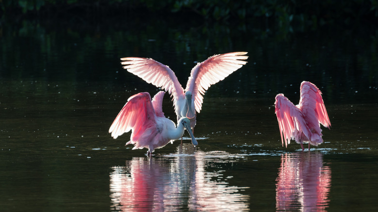 Roseate spoonbills at Ding Darling National Wildlife Refuge