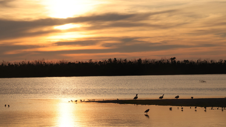 ding darling wildlife refuge