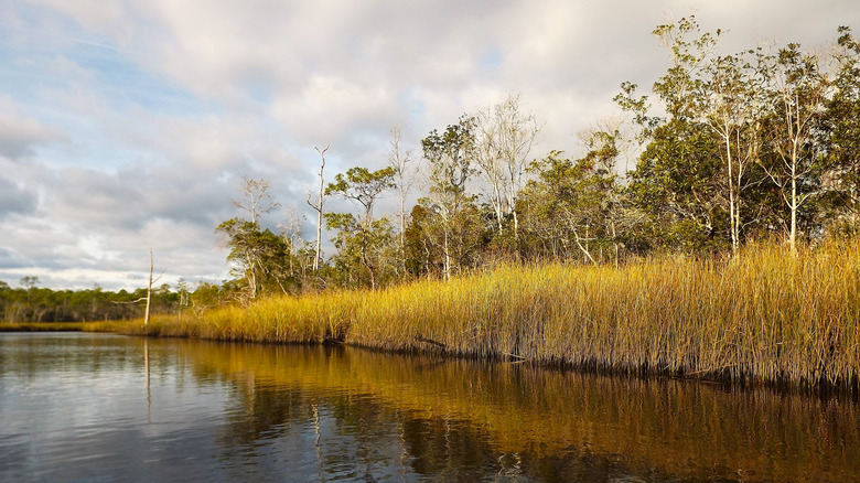 A view of the river lined with tall grass and trees at the St. Marks National Wildlife Refuge.