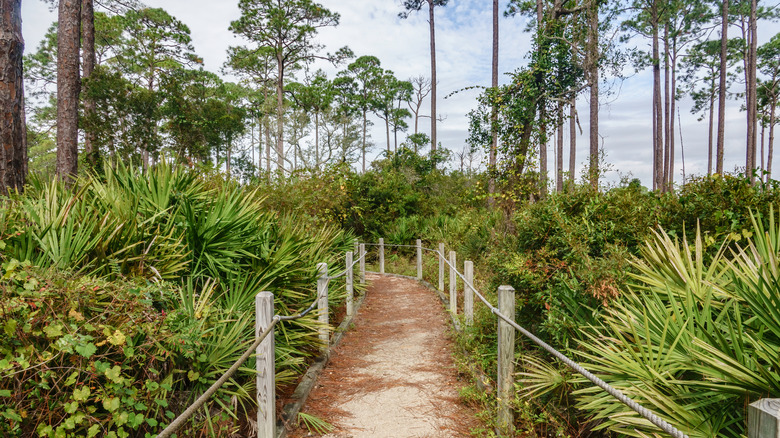 A trail lined with wooden posts and surrounded by tropical foliage at the St. Marks National Wildlife Refuge.