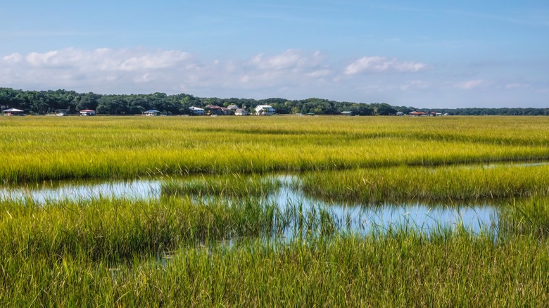 The marshes around Amelia Island, Florida