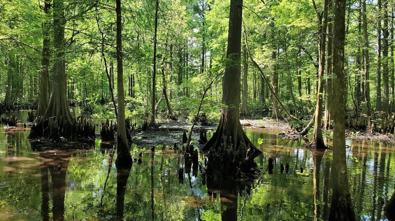 Trees in shallow water at the Flying Eagle Wildlife Preserve