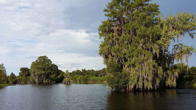 Trees surrounding a lake in Flying Eagle Wildlife Preserve