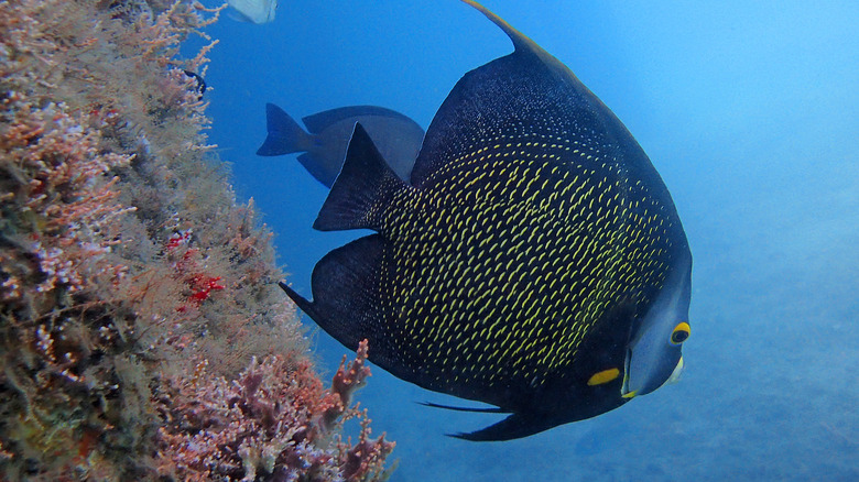 tropical fish at blue heron bridge