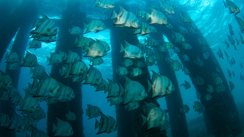 school of fish cement columns