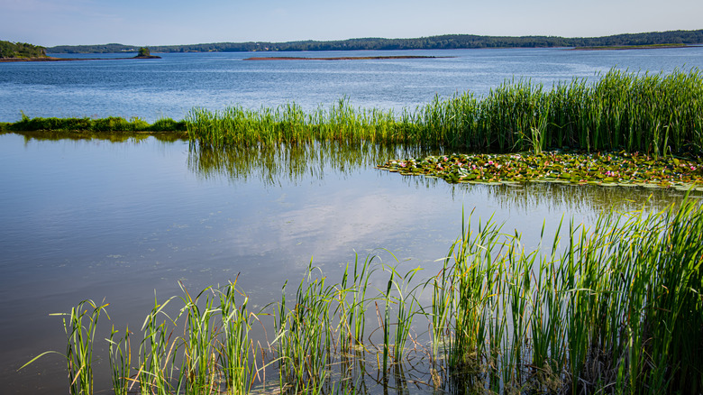 A scenic view of water and sea grass at Cobscook Shores, Maine