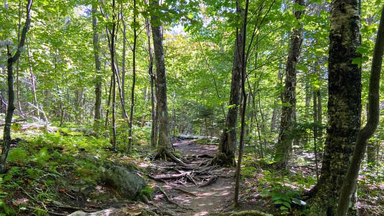 View of a dirt hiking path through trees on Tumbledown Mountain