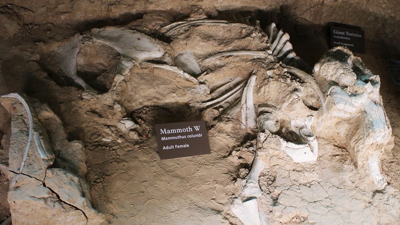 A central mammoth fossil in front of a shadowy sign in the upper righthand corner reading "giant tortoise"