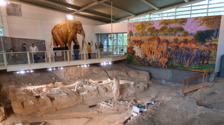 A mural and walkway overlooking the fossils within the Waco Mammoth National Monument Dig Shelter in Waco, Texas