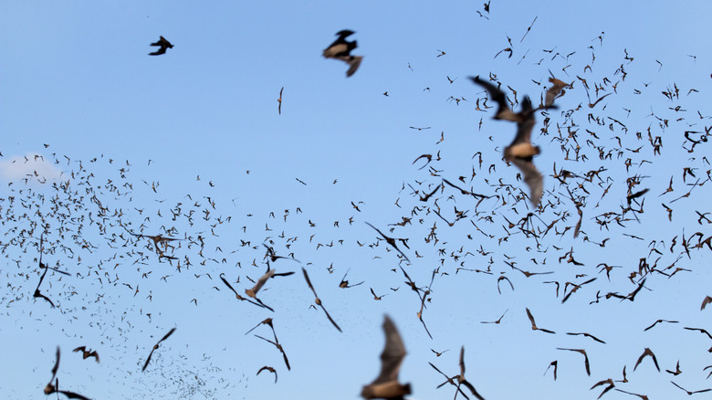 Mexican free-tailed bats form a cloud in the sky in Texas Hill Country