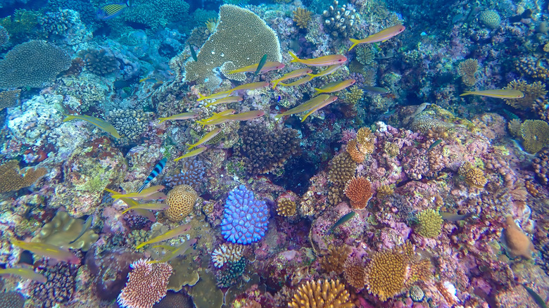 Coral reefs of the Yasawas in Fiji