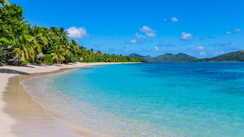 Palm trees on the shore of a beach on Nacula Island in Fiji