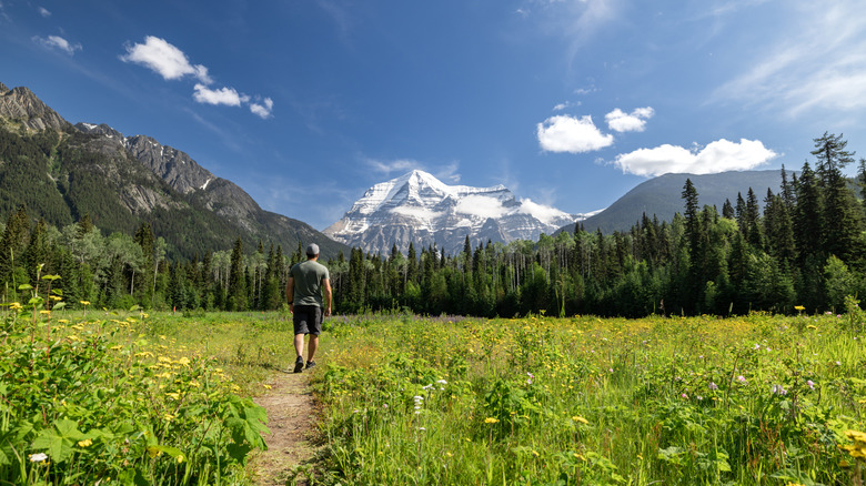 Man walking amongst wildflower meadow with Mount Robson and forest in background