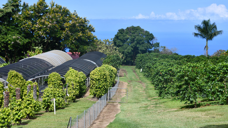 View of Greenwell Coffee Farms on the Big Island of Hawaii