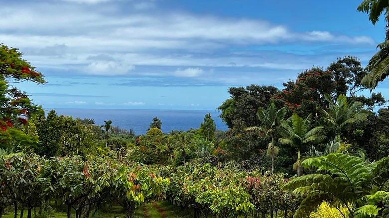 Cacao trees on the Hamakua Chocolate Farm on Hawaii's Big Island with the ocean in the background