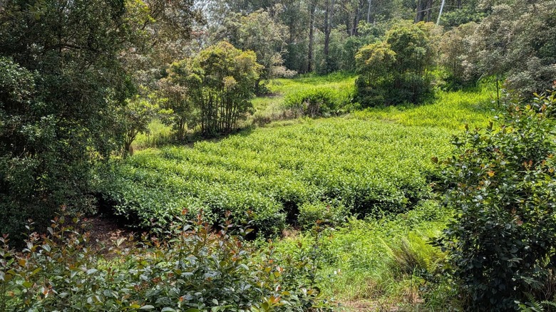View of the green, lush tea fields at Mauna Kea Tea Farm