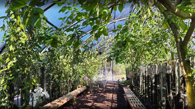 Interior greenhouse view of vanilla plants growing at the Vanillerie in Kona