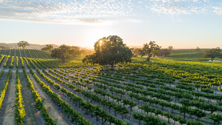 A lush vineyard in Paso Robles in the sunshine