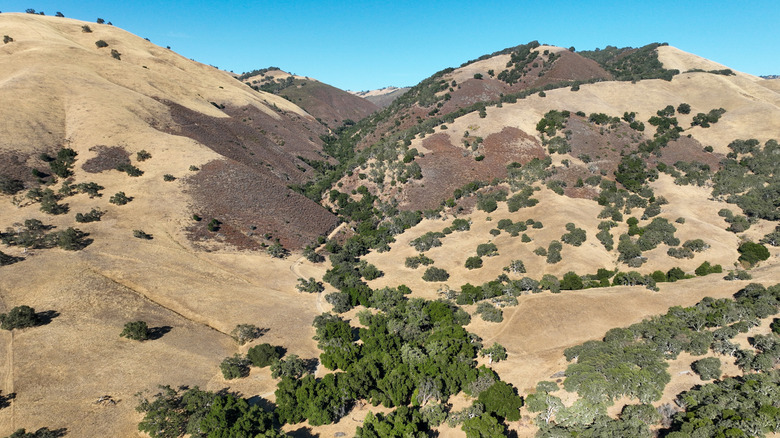 Oaks pepper the dry hillsides of the Carmel Valley in California