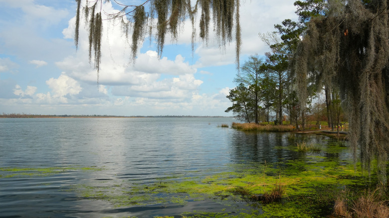 Lake Seminole and Spanish moss hanging from a tree in Three Rivers State Park in Florida