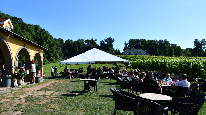 Outdoor dining on sunny day at paradise hills vineyard