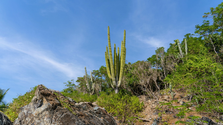 A giant cactus growing on Isla Ixtapa, Mexico