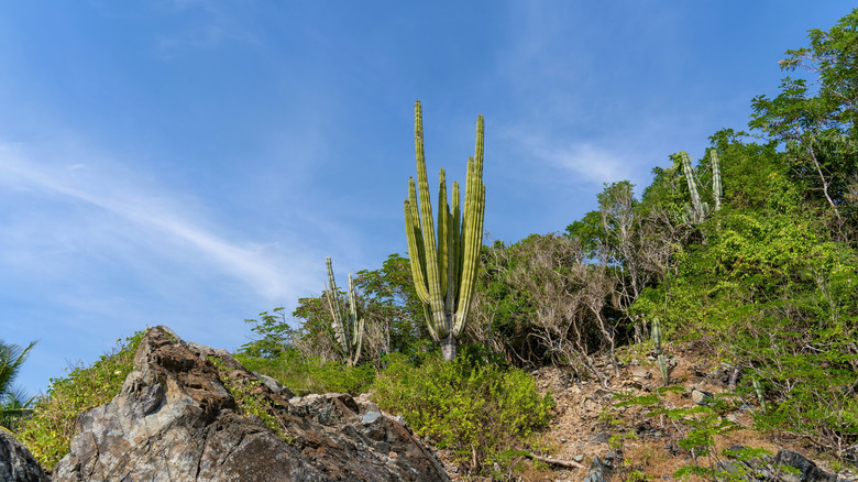 A giant cactus growing on Isla Ixtapa, Mexico