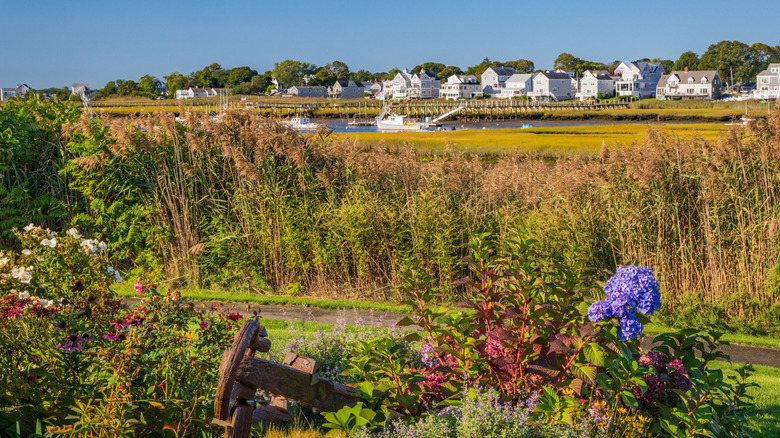 Sea grasses and flowers along a path with waterfront houses in the background in Ocean Bluff-Brant Rock, Massachusetts