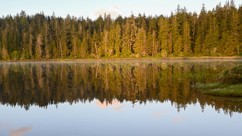 Reflections of the trees opposite in the idyllic setting of Lake Ozette, Olympic National Park, Washington