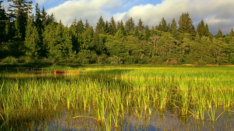 Lake Ozette in Olympic National Park, Washington
