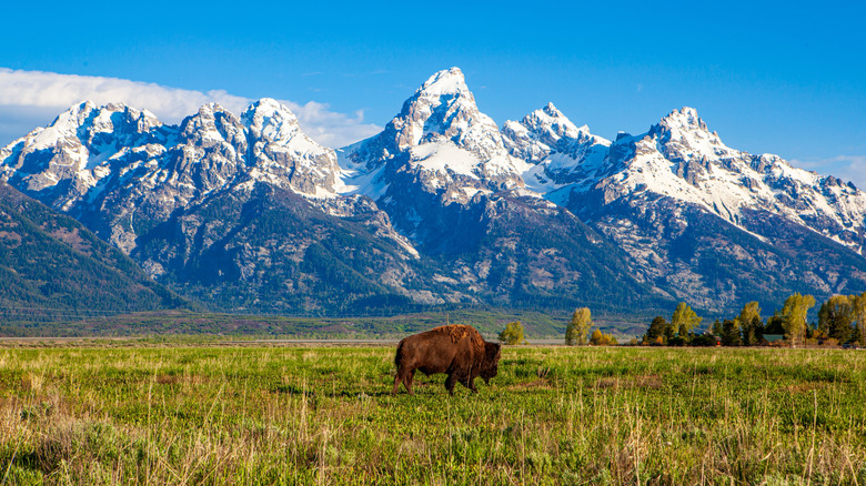 A buffalo stands in a field beneath the snow-covered peaks of the Rocky Mountains