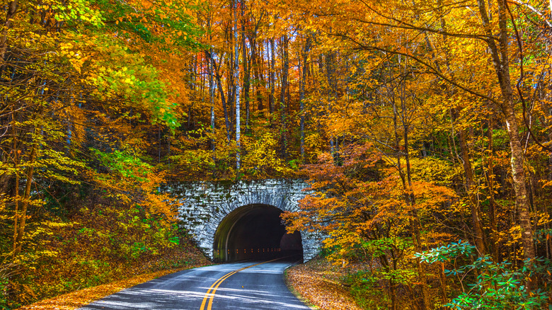Autumn foliage on the Blue Ridge Parkway in Asheville, North Carolina