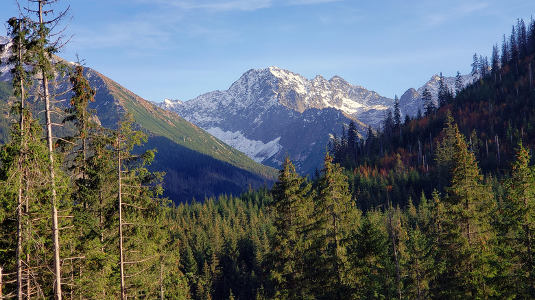 A snowcapped mountain surrounded by greenery and trees