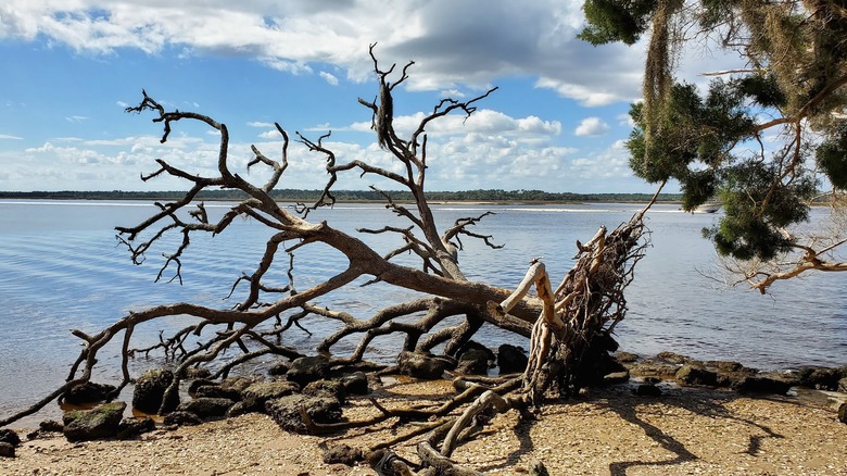 A fallen, gnarled tree skeleton rests on the beach