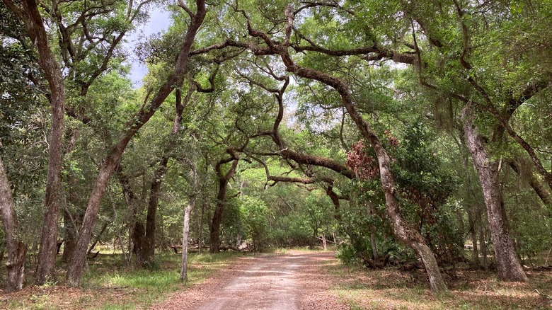 A dirt road goes through a tree canopy