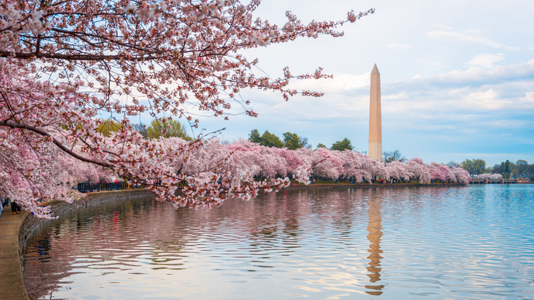 A view of the tidal basin with blooming cherry trees and the Washington Monument in DC