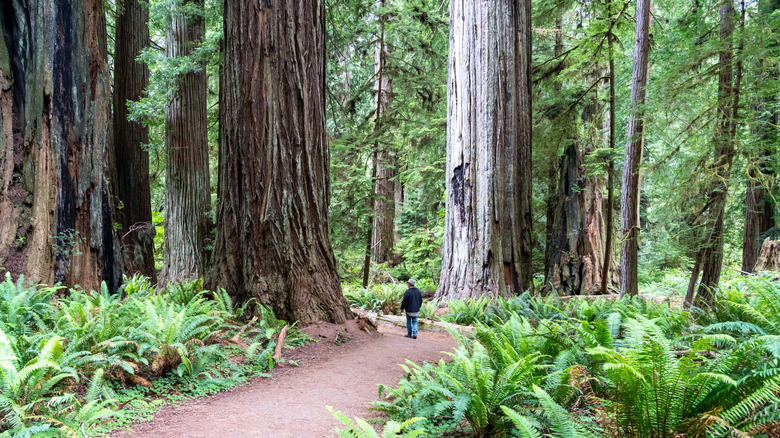 A solitary hiker strolling a trail in Prairie Creek Redwoods in Humboldt County, California